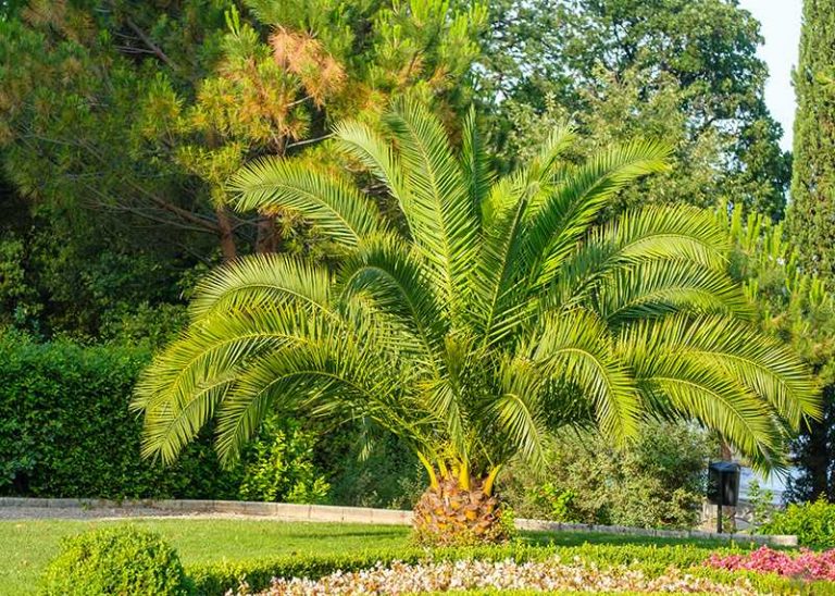 big-palm-tree-with-lush-branches-grows-in-central-2023-11-27-05-24-56-utc
